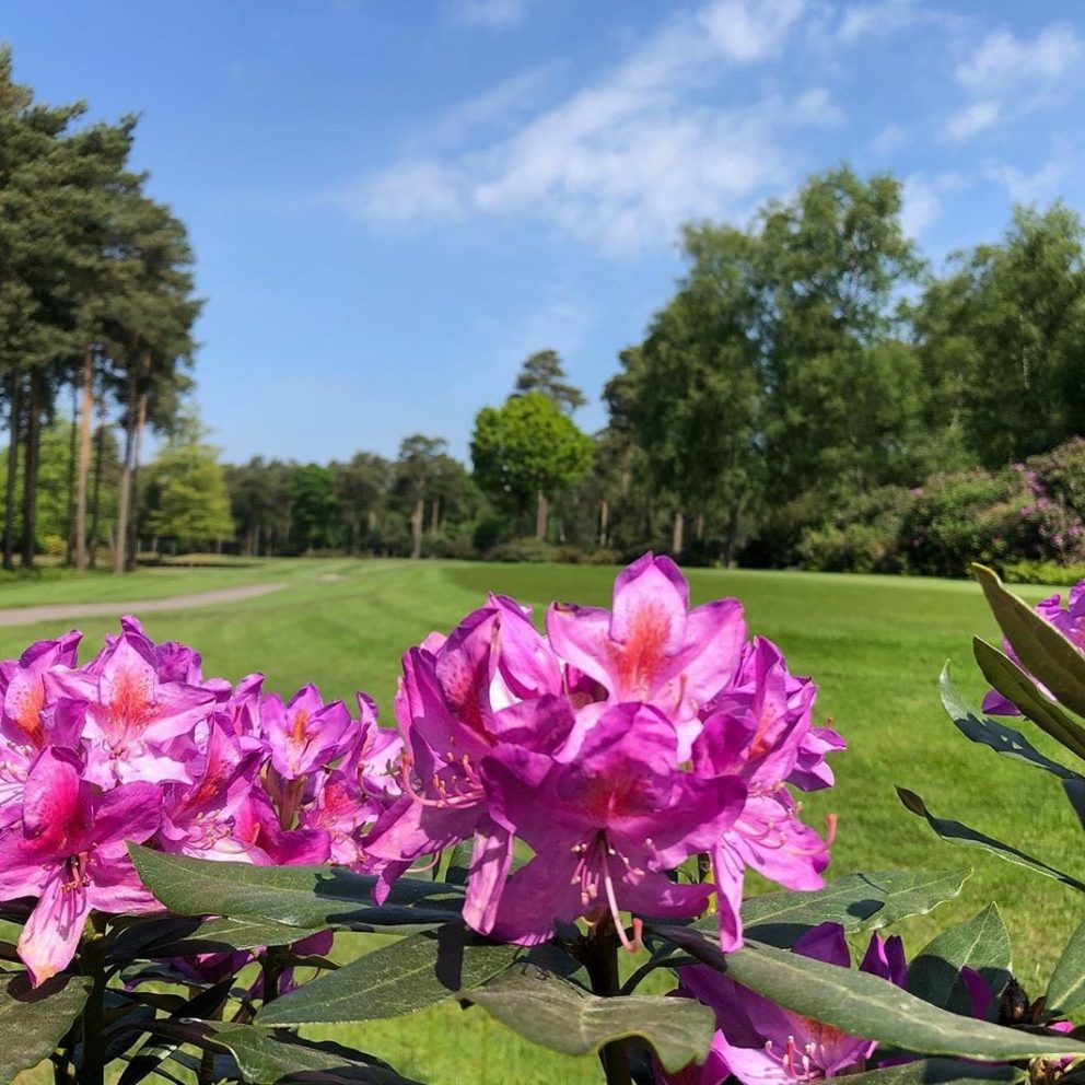 Rhododendrons on the course